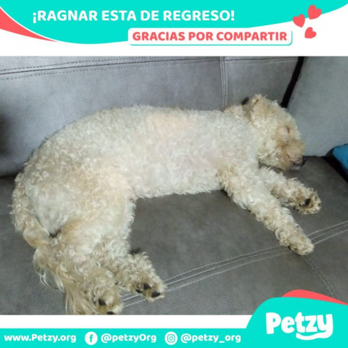 Foto de mascota Ragnar