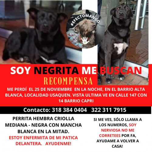 Negrita