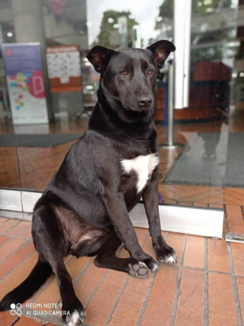 Negrita