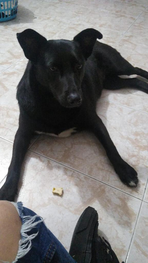 Negrita