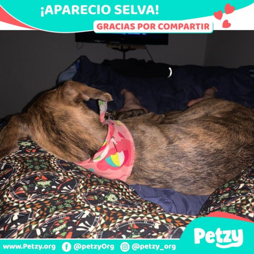 Foto de mascota Selva