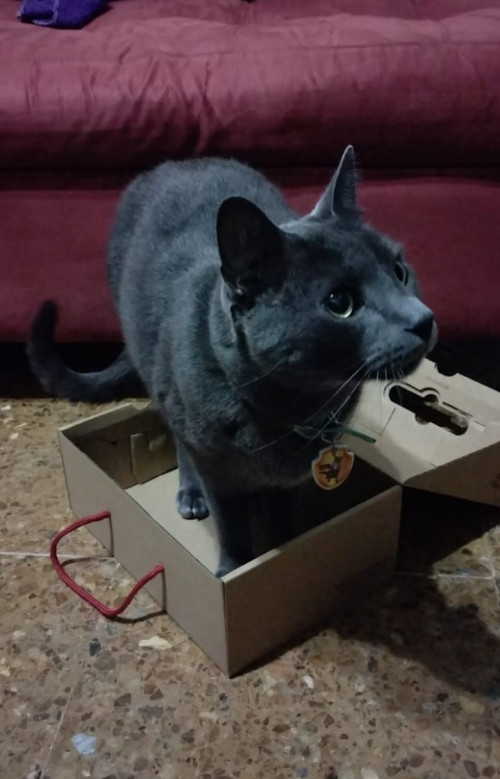 Tito