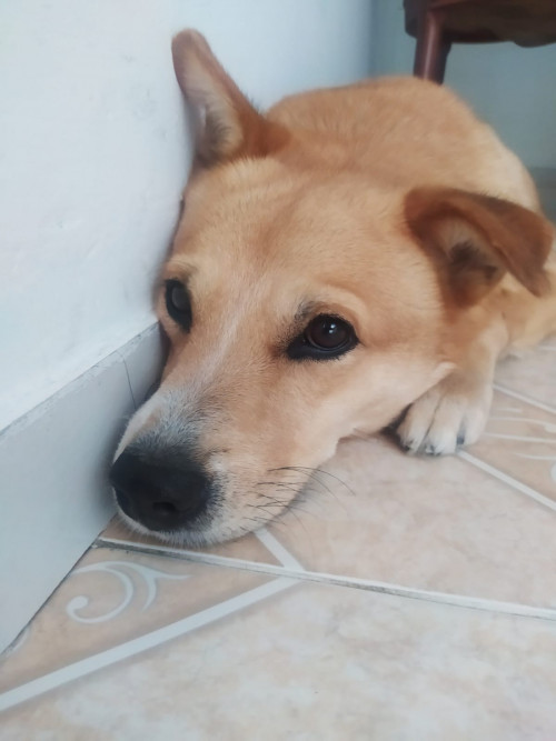 Roy