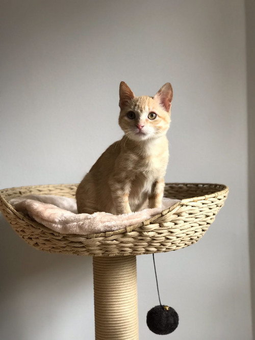 Nala