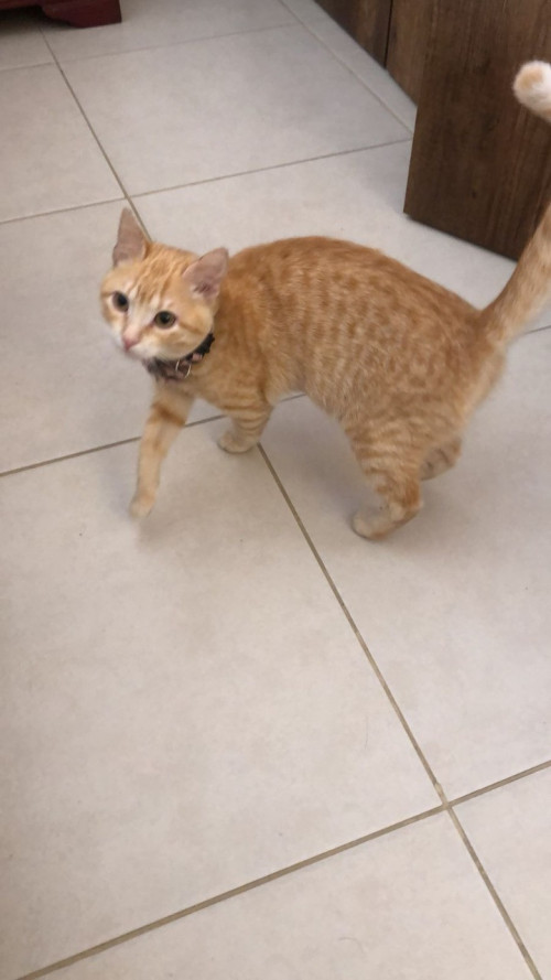 Nala