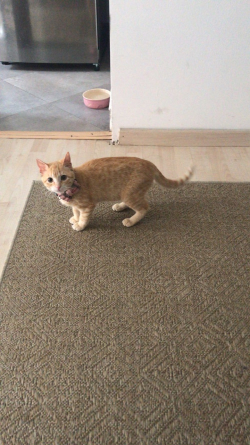 Nala