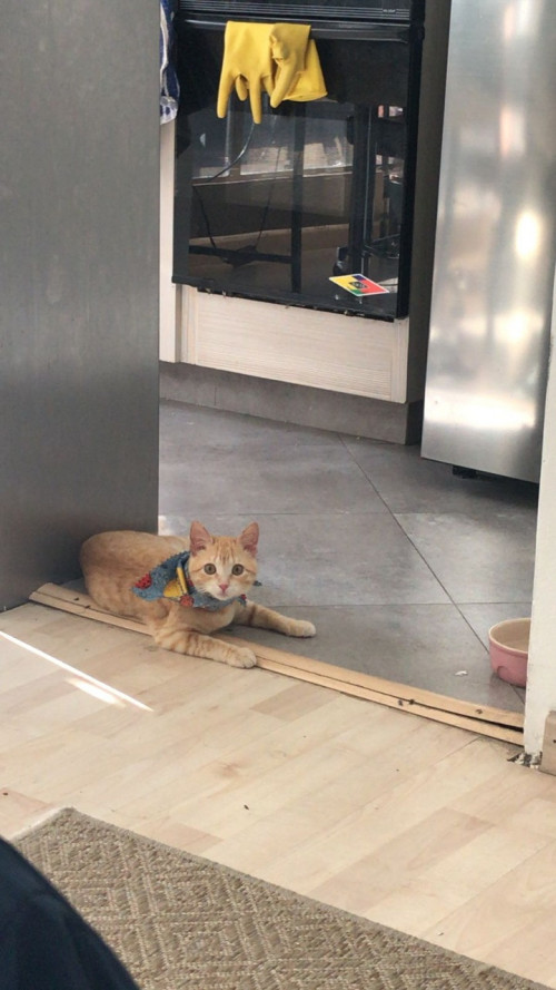 Nala