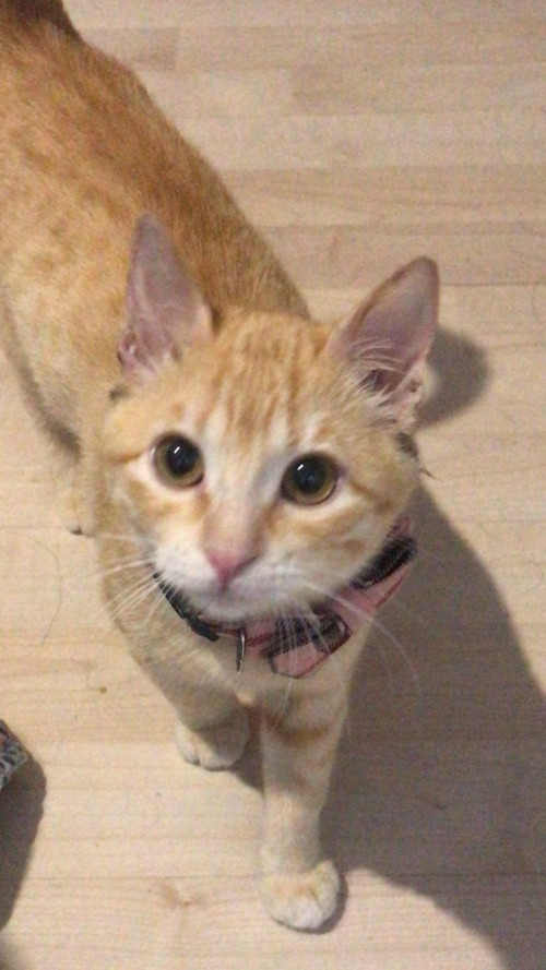 Nala