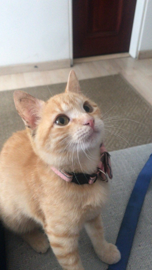 Nala