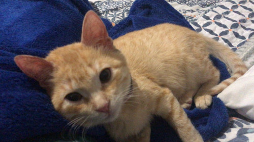 Nala