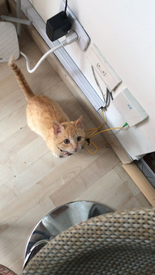 Nala