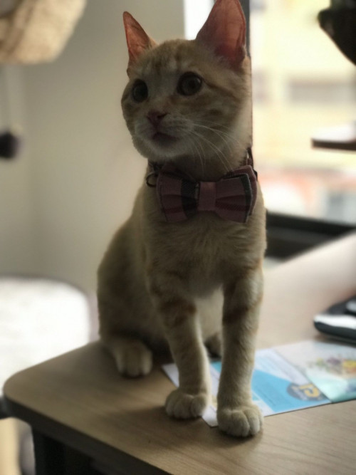 Nala