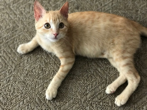 Nala