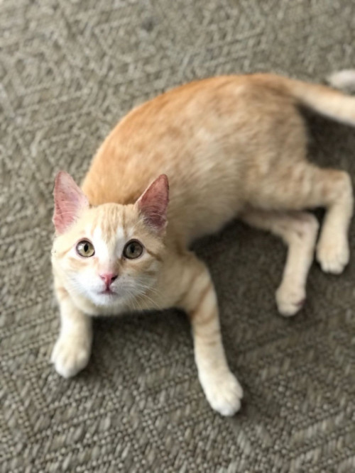 Nala