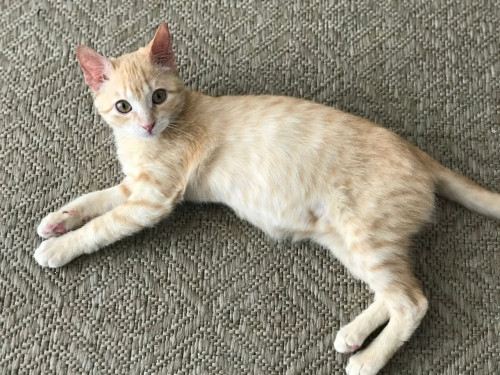 Nala