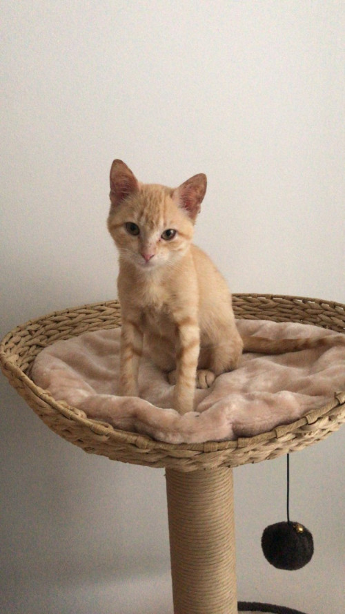 Nala