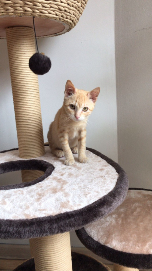 Nala