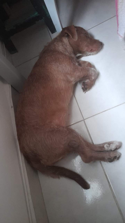 Kima 