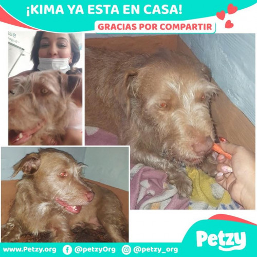 Foto de mascota Kima 