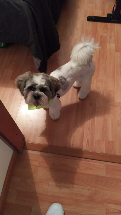 Kiko