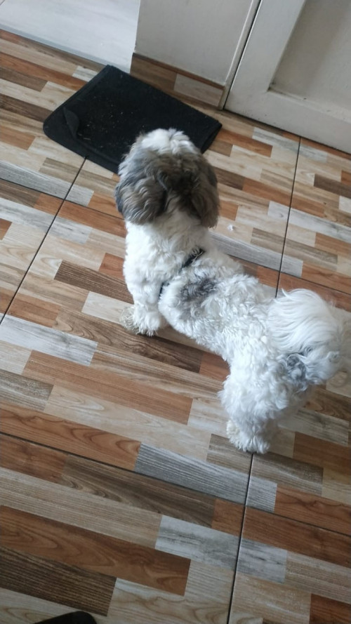 Kiko