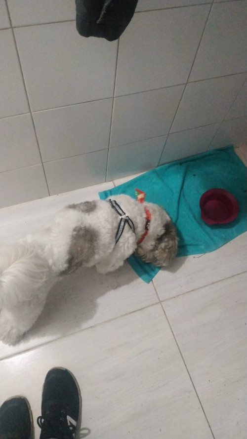Kiko