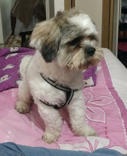 Kiko