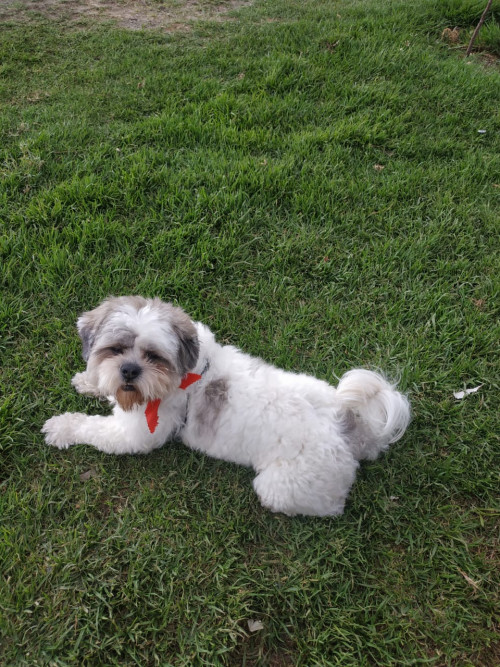 Kiko