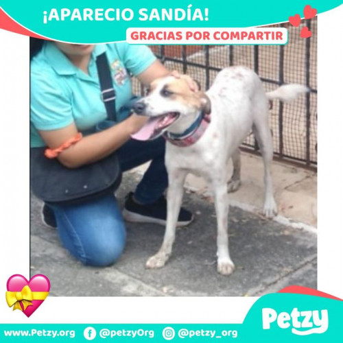 Foto de mascota Sandía