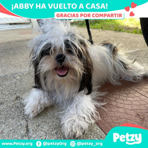 Foto de mascota Abby