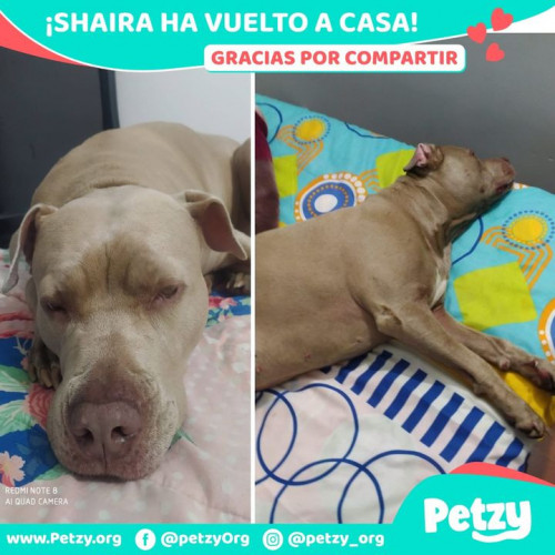 Foto de mascota Shaira