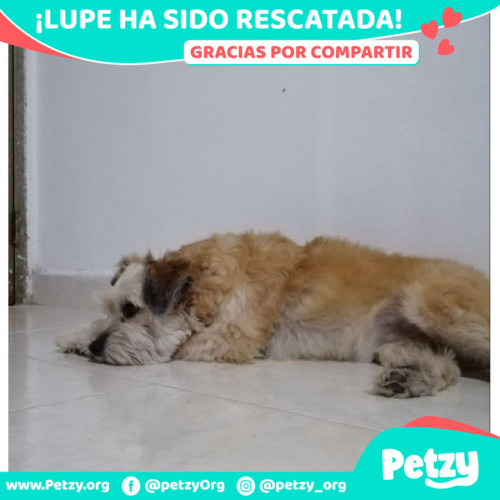 Foto de mascota Lupe