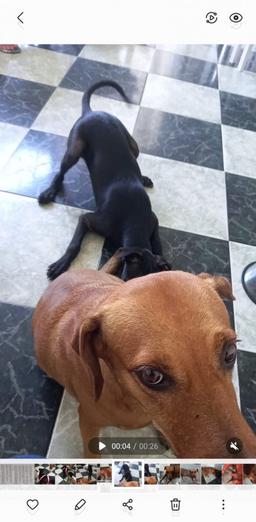 Sacha