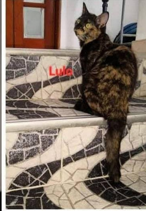  Lulo