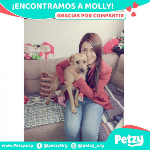 Foto de mascota Molly