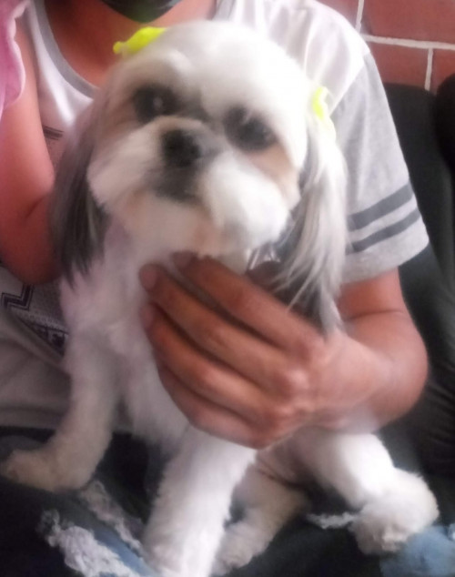 Canela