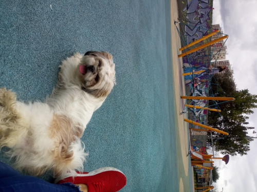 Canela