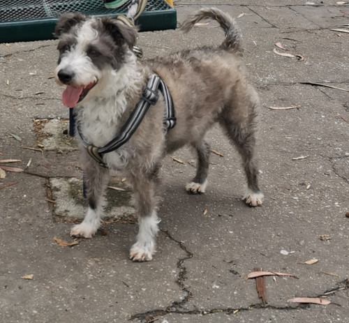 Max