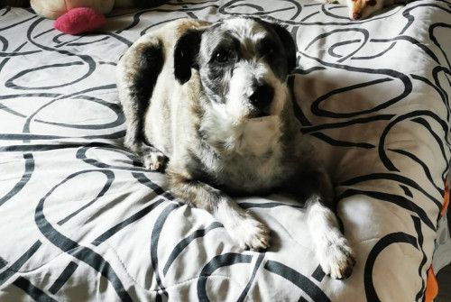 Max