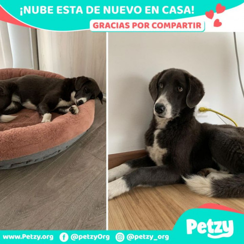 Foto de mascota Nube