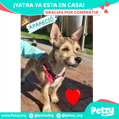 Foto de mascota Yatra