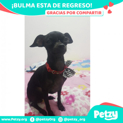 Foto de mascota Bulma