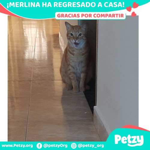 Foto de mascota Merlina