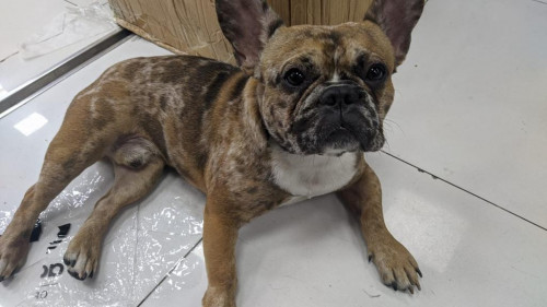Crispín 