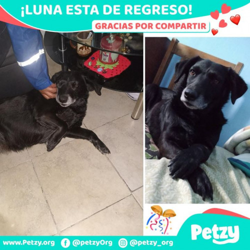 Foto de mascota Luna