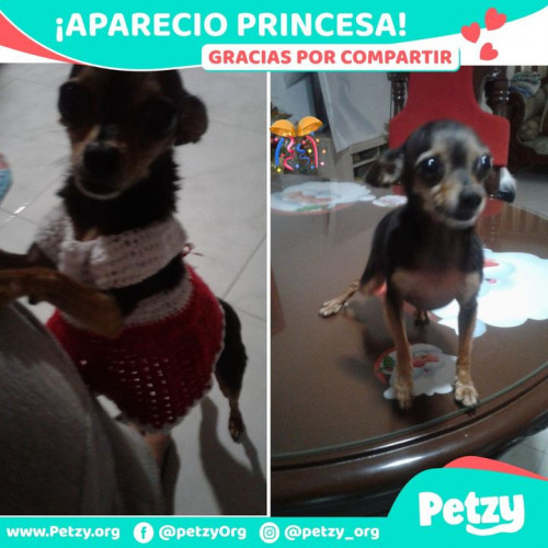 Foto de mascota Princesa