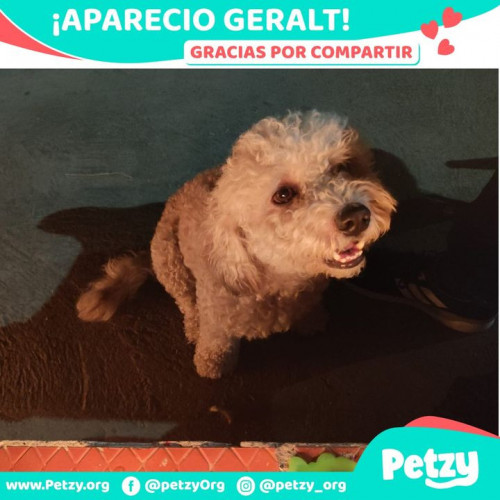 Foto de mascota Geralt