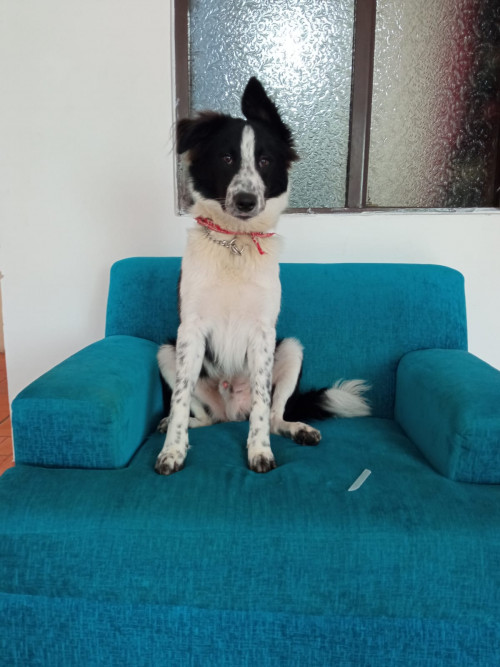 Zimba