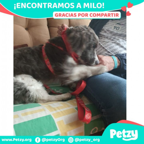 Foto de mascota Milo