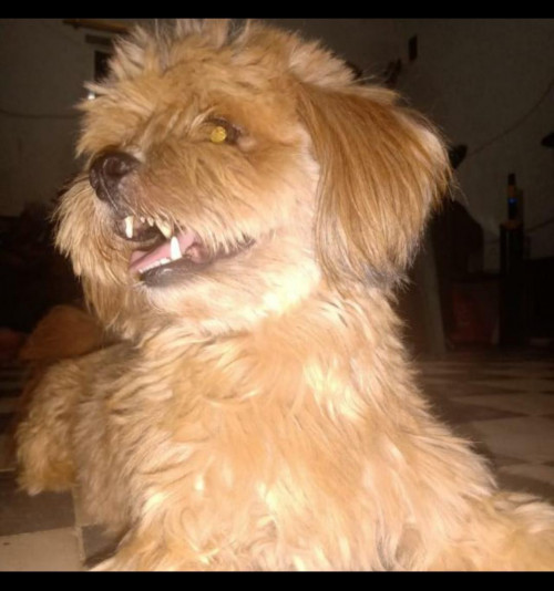 Brawnny (el Pelaito)